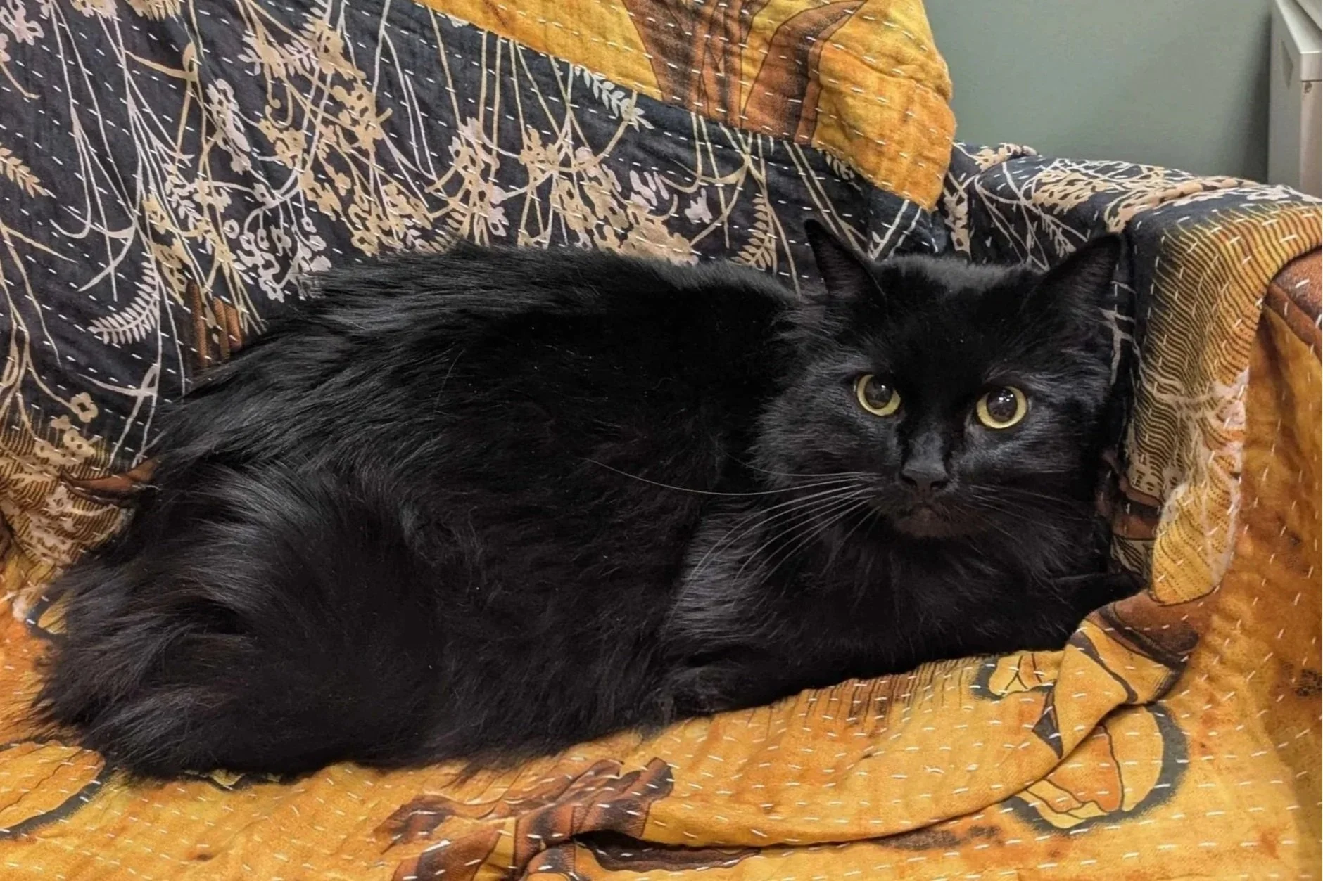 Bones, a fluffy black cat, curled up on a patterned yellow and navy quilt